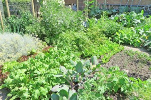 暮らしと住まいの知恵袋 夏こそ家庭菜園 ポタジェ でオシャレに野菜を育てよう ピアホーム建設株式会社